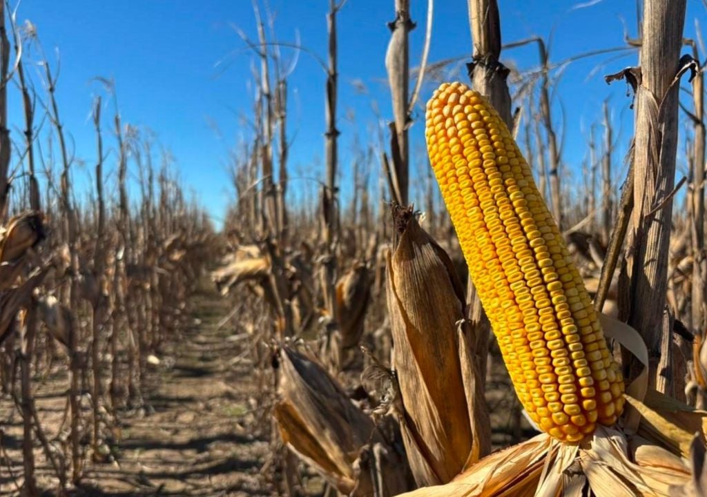 Maíz temprano en madurez fisiológica, producido en la localidad de Carlos Tejedor, Buenos Aires. Gentileza: Lic. Dante A. Garciandia para la Bolsa de Cereales de Buenos Aires.