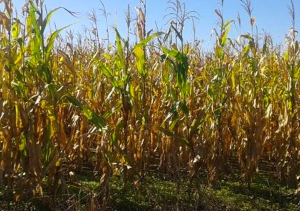 Lote con maíz tardío en R4 (grano pastoso), muy buen desarrollo de mazorca, en el sureste del departamento General Obligado, provincia de Santa Fe. Gentileza: Bolsa de Comercio de Santa Fe.