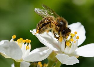 Protéger la biodiversité pour éviter d'autres pandémies