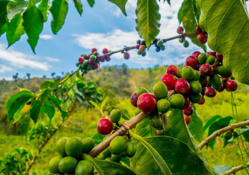 Les fruits du café, ou le café torréfié dans nos tasses, pourraient être le sauveur du diabète ! Les fruits du café, ou le café torréfié dans nos tasses, pourraient être le sauveur du diabète !