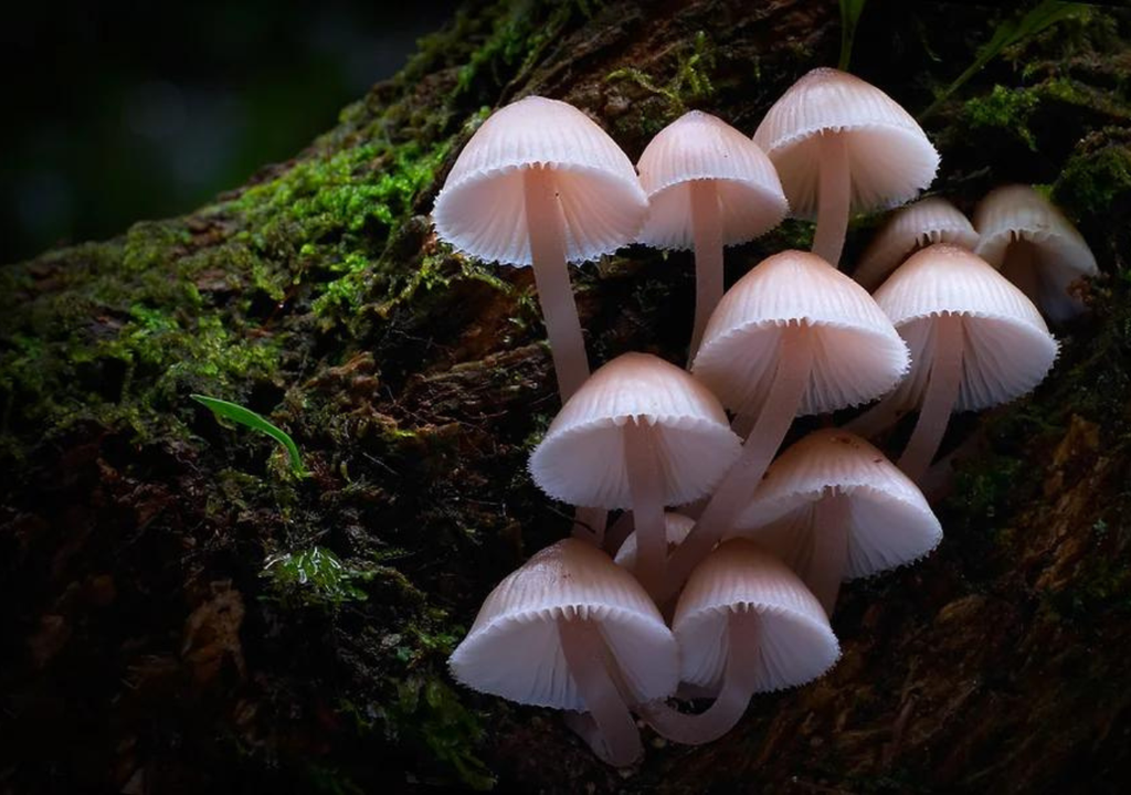 La película es dirigida por Gisela Kaufmann y Joseph Nizeti. Foto: Fungi Movie.