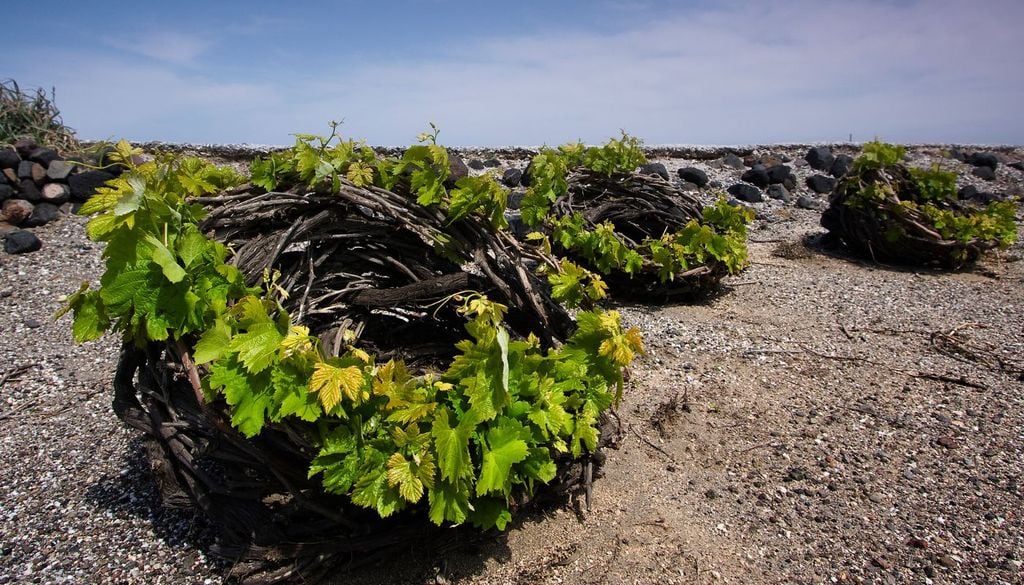 Santorini koloura La tecnica della koloura, che da secoli aiuta a proteggere le viti di Santorini dal vento e dal sole