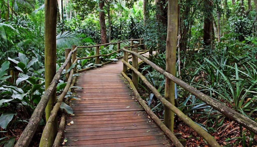 A Trilha da Nascente oferece a possibilidade de observar a fauna e a flora, um verdadeiro paraíso ecológico bem na capital paulista. Foto: Divulgação.