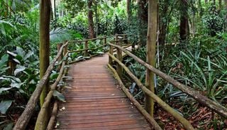 S&atilde;o Paulo: 4 trilhas imperd&iacute;veis para fazer em meio &agrave; natureza na capital paulista