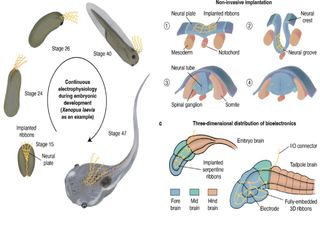 Sapos ciborgues ajudam a explorar os mistérios do cérebro