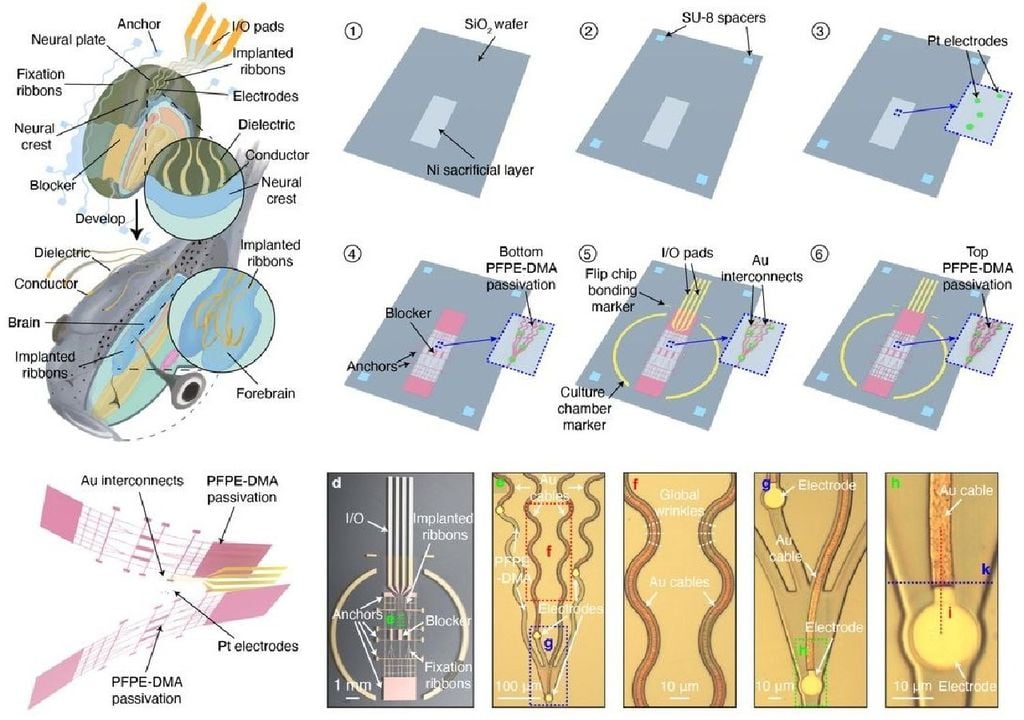 Chips implantados em girinos regista a atividade elétrica neural Chips implantados em girinos regista a atividade elétrica neural