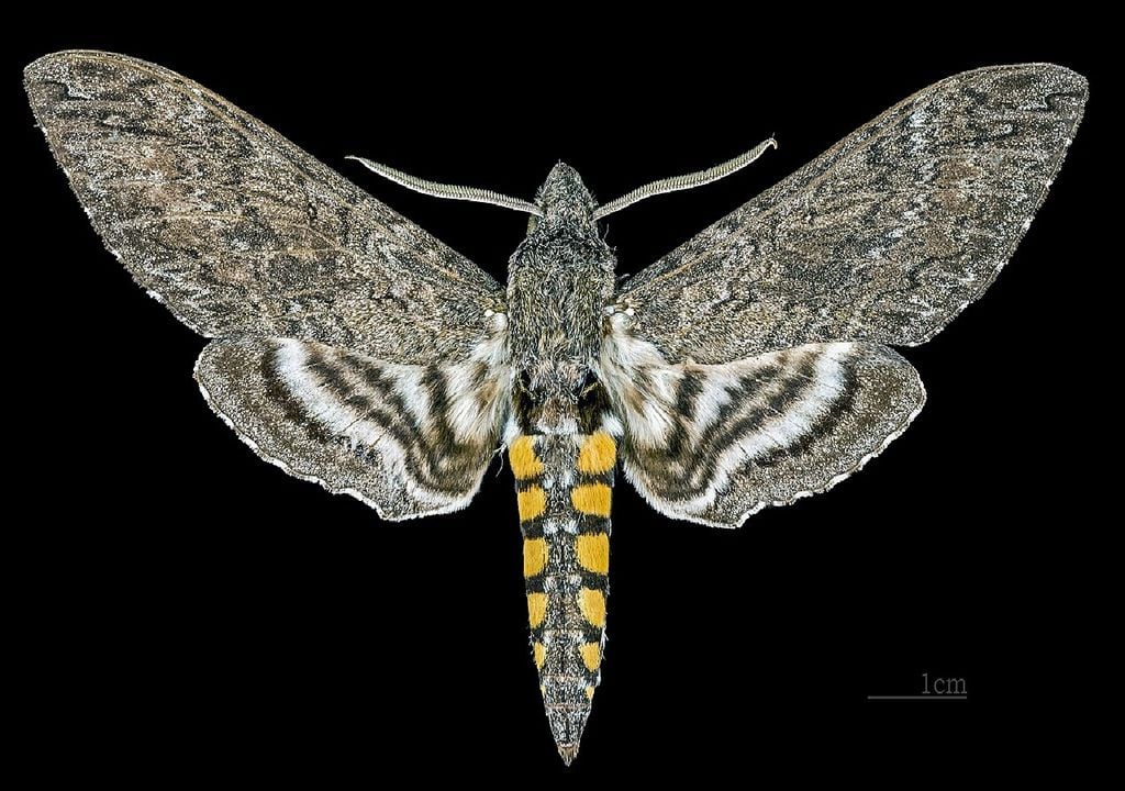 Mariposa Maduca sexta Mariposa Maduca sexta