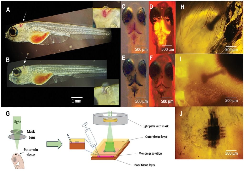 componentes bioeletrónicos introduzidos no tecido biológico de larvas de peixe e cérebros de galinhas componentes bioeletrónicos introduzidos no tecido biológico de larvas de peixe e cérebros de galinhas