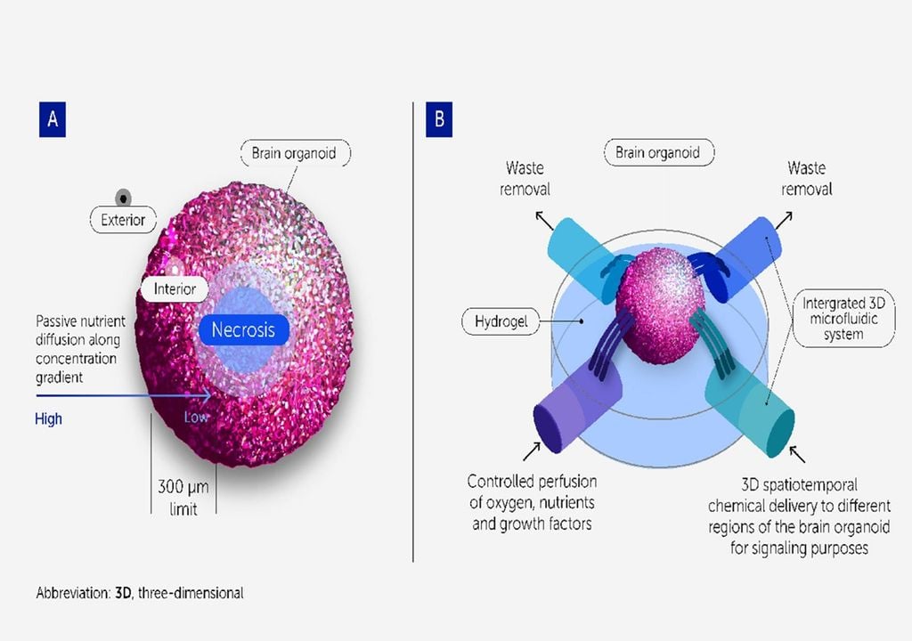 Neurónios humanos cultivados em laboratório Neurónios humanos cultivados em laboratório
