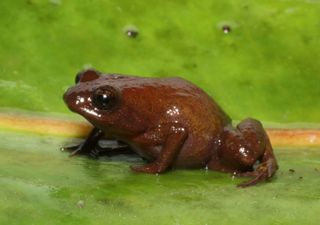 Sapos de origem pré-histórica são descobertos no Pico da Neblina - o ponto mais alto do Brasil