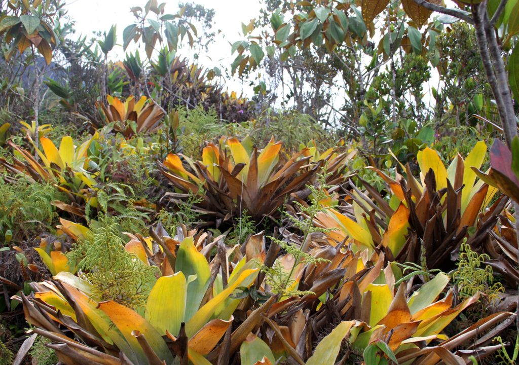 Campos de Bromélias