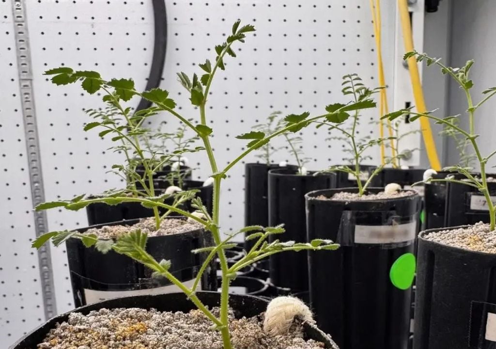 Durante as experiências, as plantas conseguiram crescer e produzir grãos em misturas que continham até 75% de solo lunar. Foto: University of Texas Institute for Geophysics