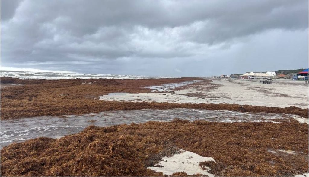 Sargaço acumulado na Praia do Atalaia em Salinópolis (Pará) em março de 2025. Crédito:João Adriano Rossignolo.