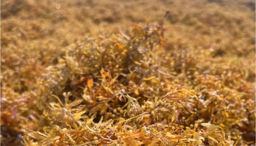 Zoom em uma biomassa de sargaço. Trata-se de uma macroalga marinha de cor amarronzada ou castanha que se assemelha a pequenos cachos ou arbustos ramificados, com pequenas estruturas em formato de bolinhas ou bagos. Crédito: João Adriano Rossignolo/FZEA-USP/Divulgação.