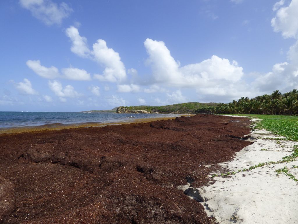 Les algues Sargasses Grand Macabou Martinique