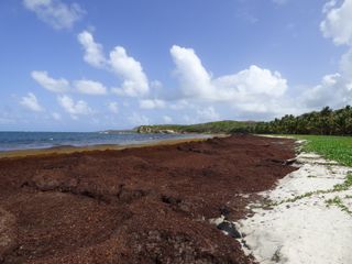 Sargasses : grosse menace sur le tourisme cette année en Guadeloupe ?