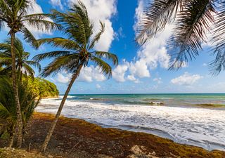 Sargassum wird zum Superkraftstoff: Barbados erfindet das erste Auto, das mit Algen fährt!