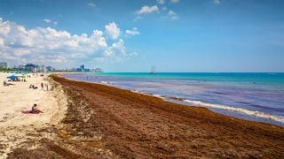 Seg&uacute;n un grupo de investigadores, el sargazo de Florida podr&iacute;a convertirse en alimento
