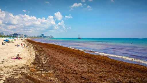 Seg&uacute;n un grupo de investigadores, el sargazo de Florida podr&iacute;a convertirse en alimento