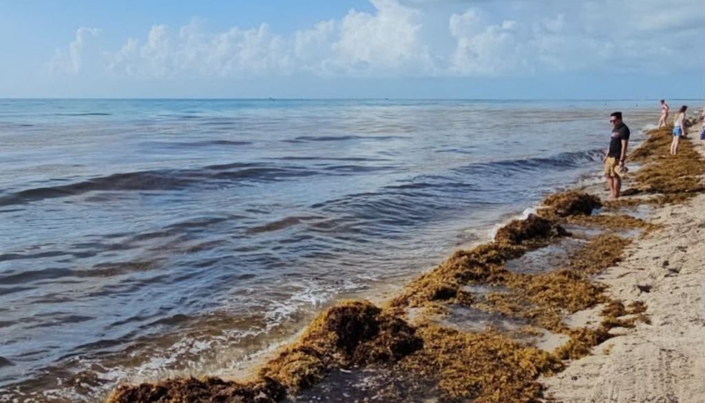 Sargazo en Miami: la pesadilla playera que amenaza al turismo del Mundial 2026 Sargazo en Miami: la pesadilla playera que amenaza al turismo del Mundial 2026