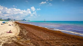 &iquest;C&oacute;mo afecta el sargazo a la calidad del aire, los entornos de las playas y los riesgos de exposici&oacute;n para los ba&ntilde;istas?