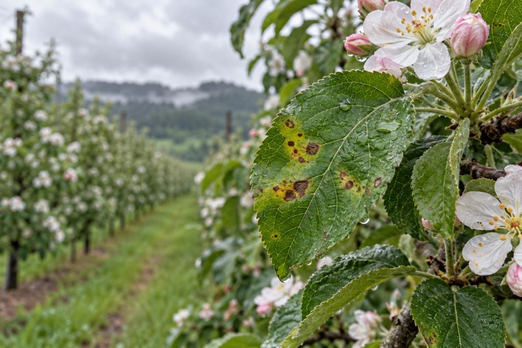 maça, Santa Catarina As manchas de Glomerella nas folhas da macieira exigem atenção dos produtores durante os períodos de chuva.