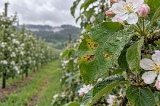 Sarna e Glomerella aparecem em macieiras da Serra de Santa Catarina antes de nova chuva