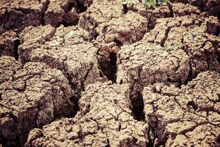 Los satélite subestiman el impacto de las sequías en las plantas