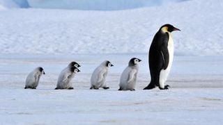 Los satélites encuentran una nueva colonia de pingüinos emperador