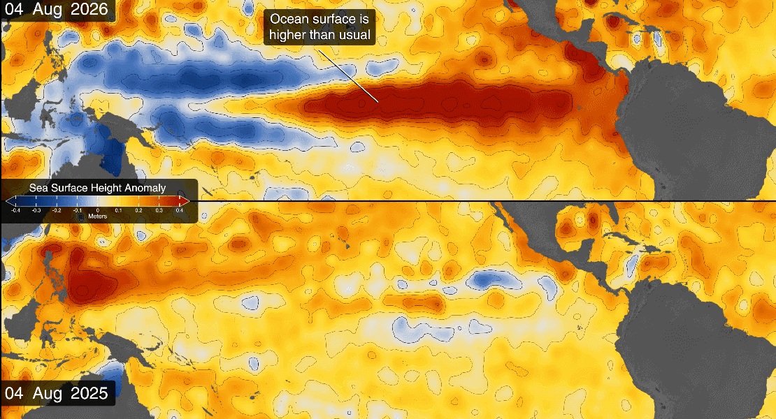 En este mapa, las zonas con un nivel del mar inferior al normal aparecen en azul, mientras que las zonas con niveles más altos se muestran en naranja y rojo. El mapa compara el océano en 2025 (un año con un fenómeno de La Niña débil) y 2026. El mapa se creó utilizando datos de altimetría de los satélites Sentinel-6, que miden la altura del agua en todo el océano cada 10 días, con una precisión de fracciones de pulgada. Crédito: Estudio de Visualización Científica de la NASA