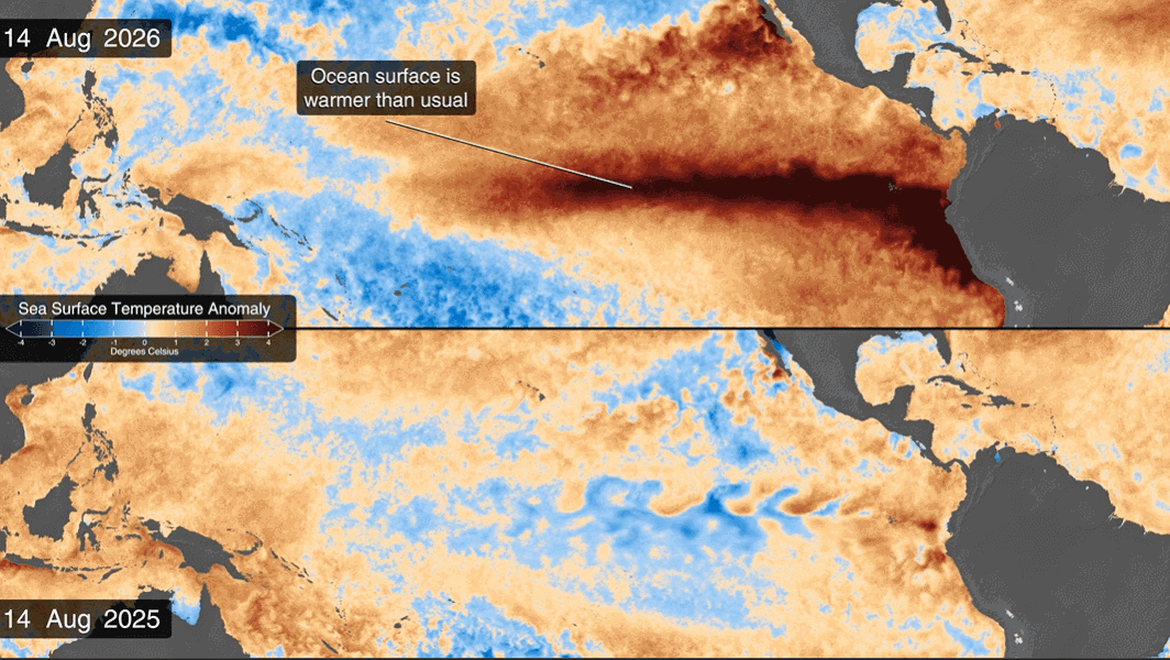 El mapa superior compara las temperaturas de la superficie del mar en 2025 (un año con un fenómeno de La Niña débil) y 2026. Los datos se obtienen de instrumentos satelitales, boyas y sensores de barcos. Crédito: Estudio de Visualización Científica de la NASA