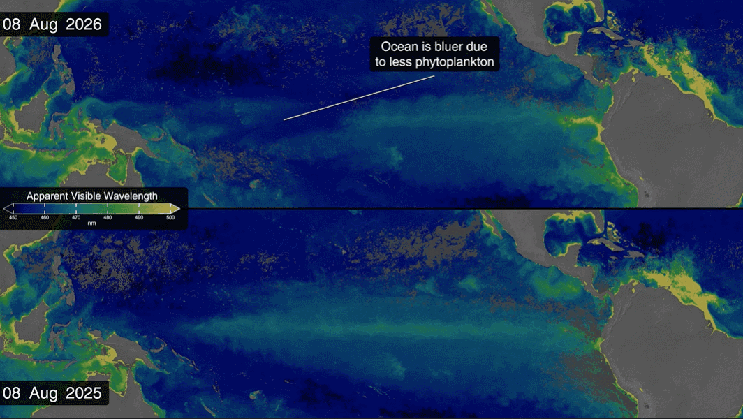 El mapa anterior compara la longitud de onda visible aparente de 2025 (un año con un fenómeno de La Niña débil) y 2026. La longitud de onda visible aparente es un producto de datos del satélite PACE de la NASA que utiliza datos de color del océano del instrumento de color del océano.Crédito: Estudio de Visualización Científica de la NASA