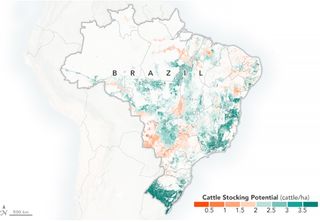 Los satélites encuentran pastos más verdes en Brasil