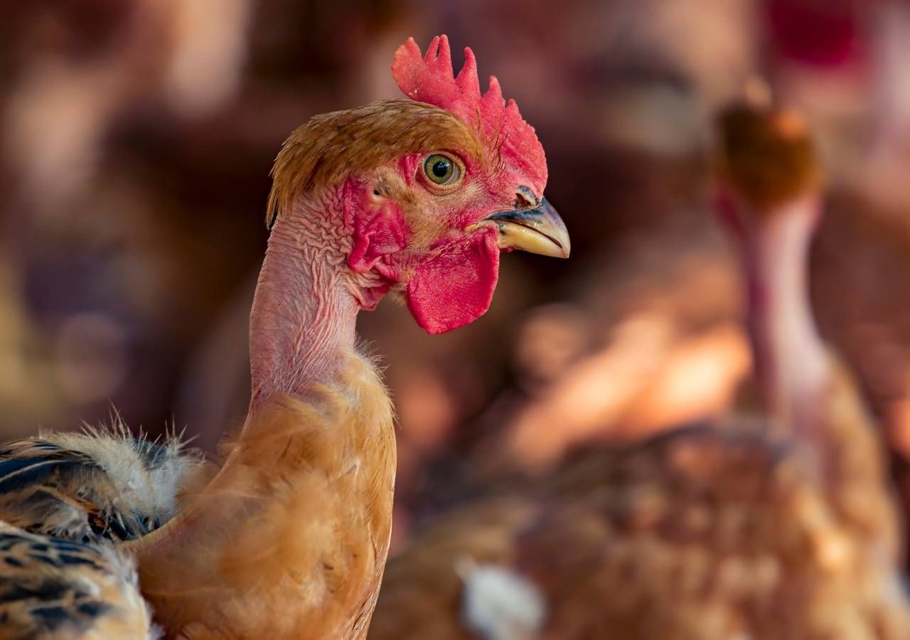A Direção-Geral de Alimentação e Veterinária (DGAV) alertou esta semana para um foco de infeção por vírus da Gripe Aviária numa exploração de galinhas poedeiras em Sintra.