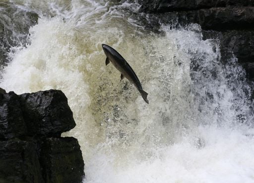 Saumon sauvage en France : l'interdiction de la p&ecirc;che dans nos rivi&egrave;res peut-elle encore &eacute;viter sa disparition ?
