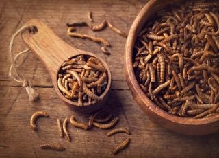 Sauterelles, grillons, vers de farine : les insectes vont-ils dorénavant remplir nos assiettes ?