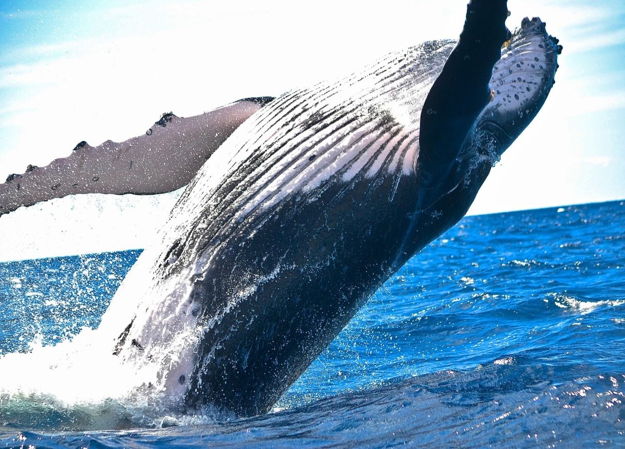 Les baleines peuvent vivre jusqu'à 200 ans