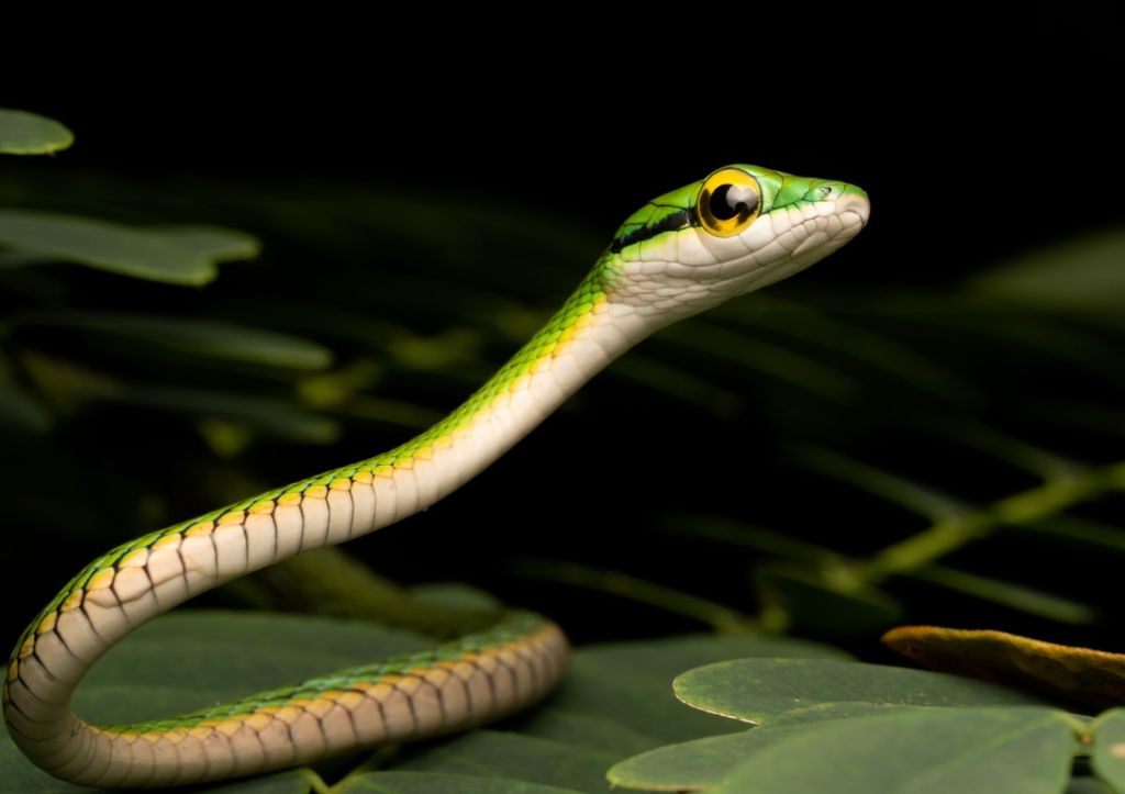 Un serpent perroquet dans la forêt tropicale du Costa Rica.