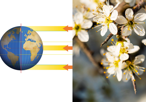 Scatta domani la primavera astronomica 2026: durer&agrave; 92 giorni e 18 ore di luce, ecco cosa cambia