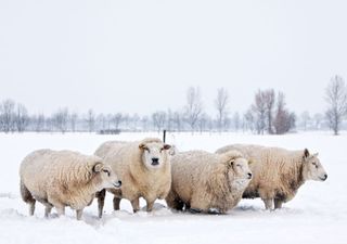 Schafskälte: Nächstes Wochenende schon wieder Alpenschnee?