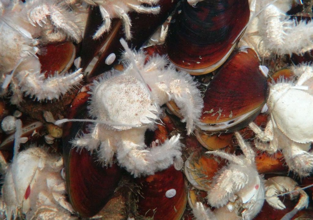 Tiefsee-Krabben (Shinkaia crosnieri) und Tiefsee-Miesmuscheln (Bathymodiolus). Tiefsee-Krabben (Shinkaia crosnieri) und Tiefsee-Miesmuscheln (Bathymodiolus).