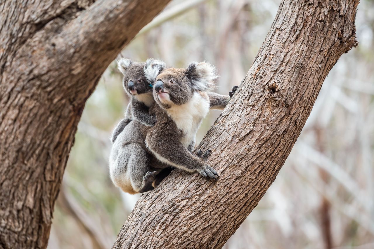 Infolge der Buschbrände ist der Bestand an Koalas auf Kangaroo Island stark gesunken. Foto: Adobe Stock