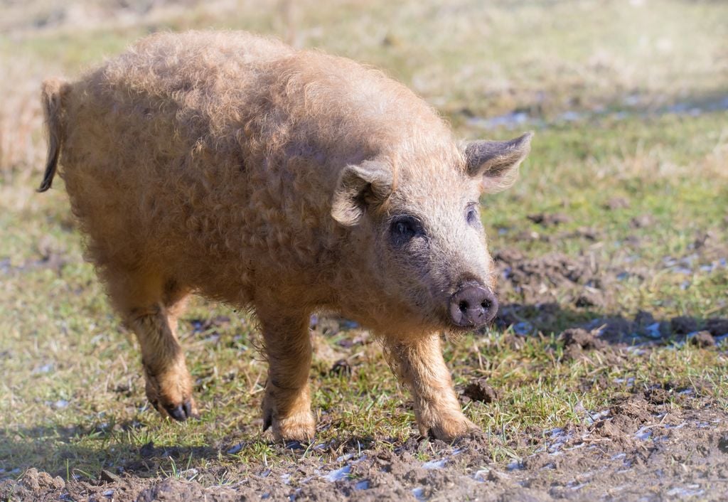 Wollschwein Wollschweine waren im Mittelalter als Nutztiere weit verbreitet. Foto: Rainer Fuhrmann / Adobe Stock