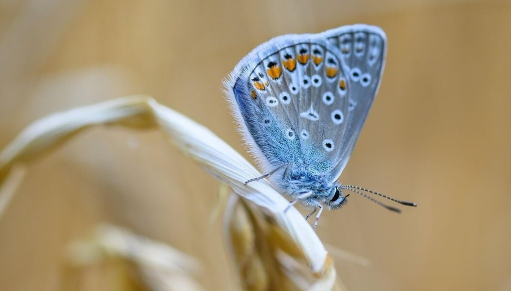 Hauhechelbläuling Bis zum Ende des Jahrhunderts könnte die für Schmetterlinge geeignete Fläche um etwa zwei Drittel zurückgehen. Bild: Willfried Wende/Pixabay