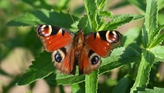 Schmetterlinge weichen dem Klimawandel aus: Lebensr&auml;ume verschieben sich weltweit