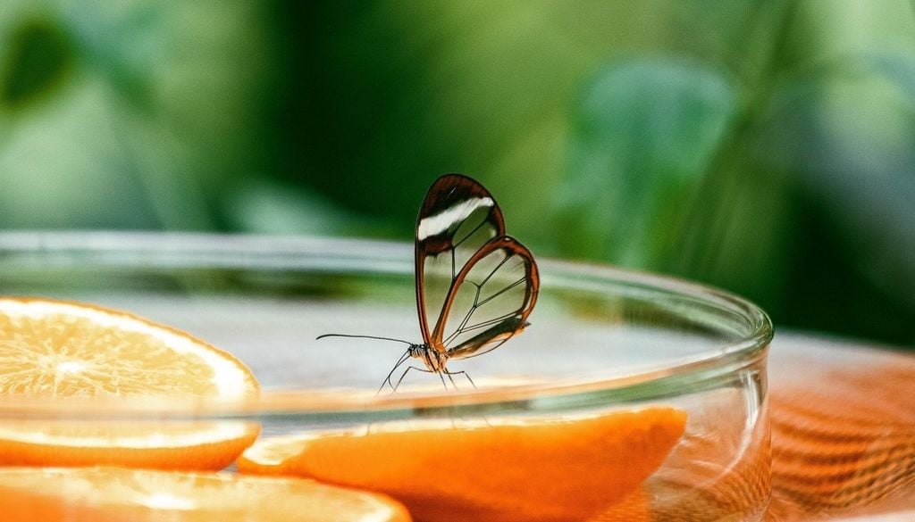 Glasflügelfalter (Greta oto) In 32 Ländern auf allen sechs Kontinenten wiesen mindestens 25 % der Schmetterlingsarten eine Verschiebung auf, in zehn Ländern mehr als 50 %, in Schweden sogar 85 %. Bild: minka2507/Pixabay