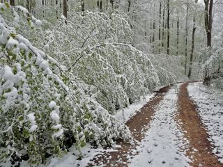 Schnee bis ins Flachland Anfang April? US-Wettermodell schockt mit Kälteprognose – doch die Wahrheit sieht anders aus