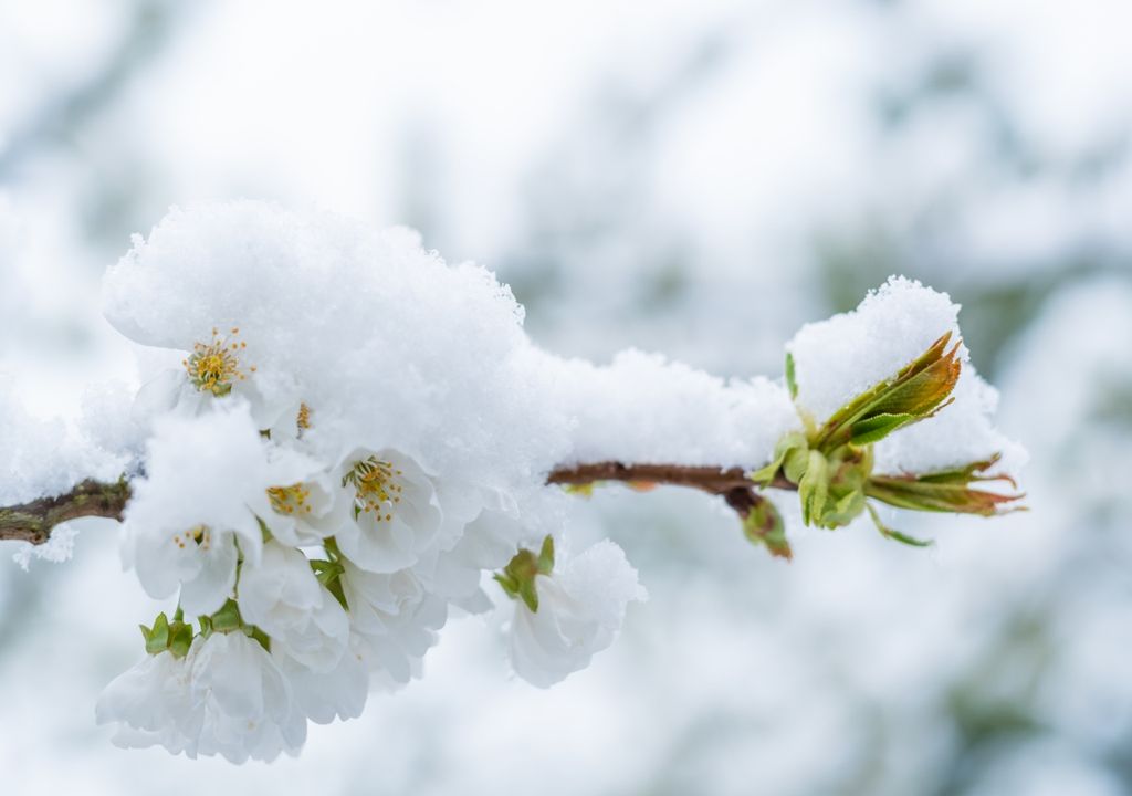 Mai-Schnee Mai-Schnee
