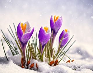 Ist der Winter in Deutschland schon vorbei oder gibt es nochmal Schnee?