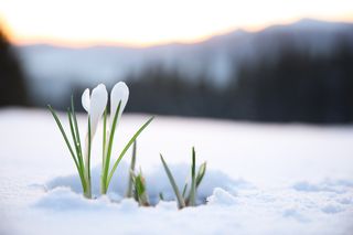 Vom Schneechaos in den Frühling - Meteorologe Markus Köss sieht radikalen Wetterwechsel für Baden-Württemberg 